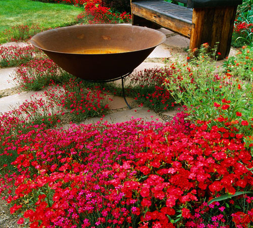 Red flower for gardening