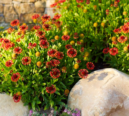 Red flower for outdoor garden