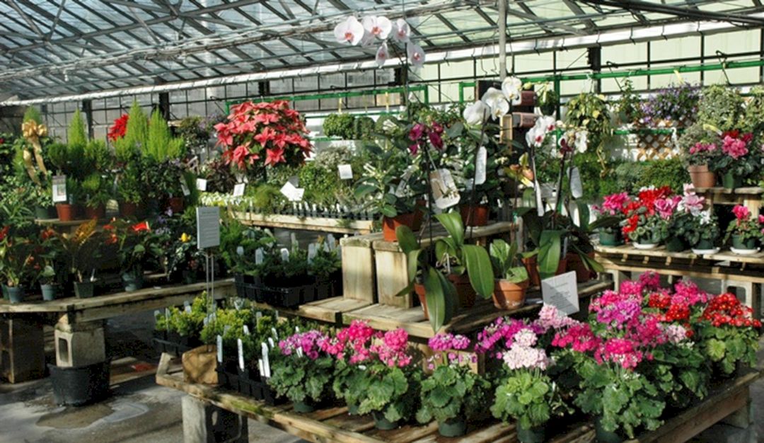Indoor Greenhouse Plants Indoor Greenhouse Plants design 