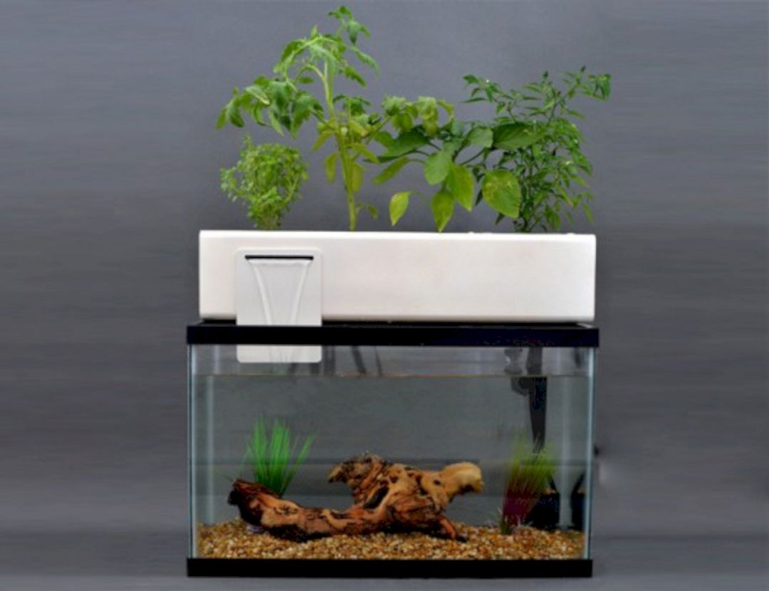 25+ super easy aquaponics diy fishtank that you may make