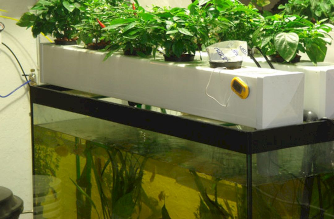 Fish Tank Aquaponics (Fish Tank Aquaponics) design ideas