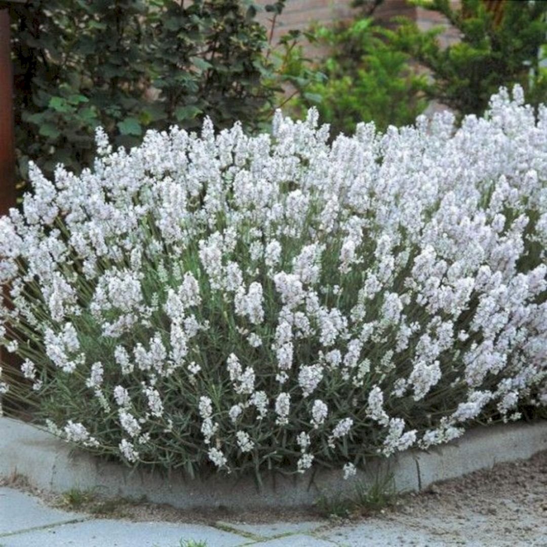 Lavandula Edelweiss
