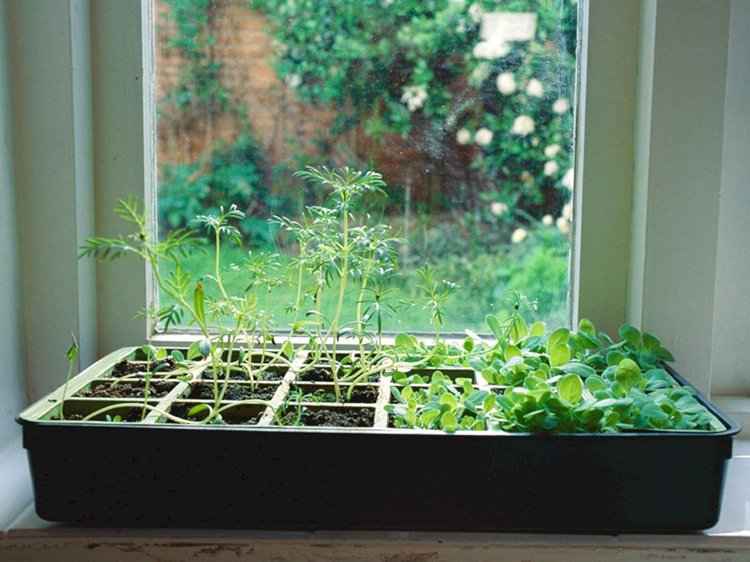 Indoor Herb Garden 18